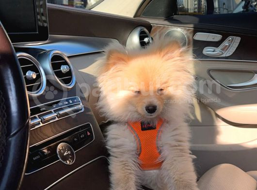 Pomeranian görsel