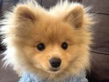 Pomeranian