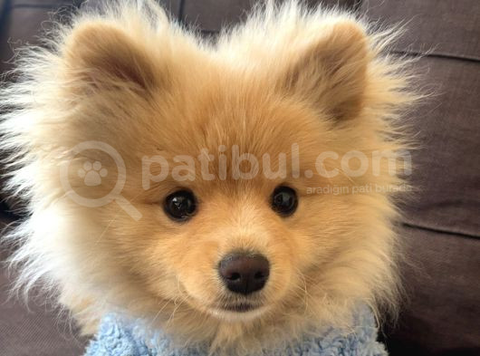 Pomeranian görsel