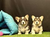 Pembroke Welsh Corgi Yavruları - Club K9 Güvencesiyle