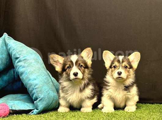 Pembroke Welsh Corgi Yavruları - Club K9 Güvencesiyle görsel