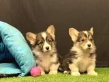 Pembroke Welsh Corgi Yavruları - Club K9 Güvencesiyle