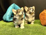 Pembroke Welsh Corgi Yavruları - Club K9 Güvencesiyle