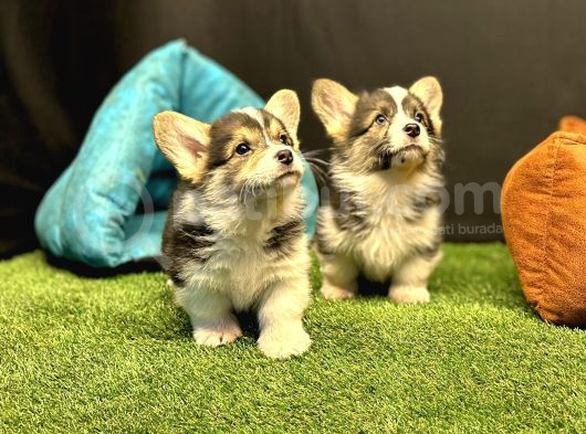 Pembroke Welsh Corgi Yavruları - Club K9 Güvencesiyle görsel