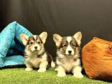 Pembroke Welsh Corgi Yavruları - Club K9 Güvencesiyle