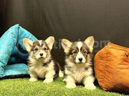 Pembroke Welsh Corgi Yavruları - Club K9 Güvencesiyle görsel