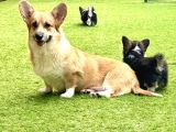 Pembroke Welsh Corgi Yavruları - Club K9 güvencesiyle