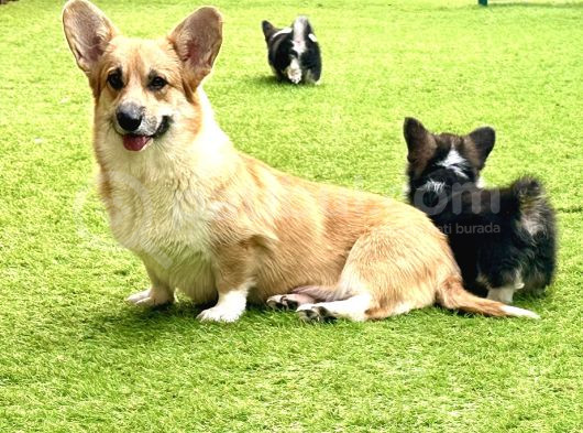 Pembroke Welsh Corgi Yavruları - Club K9 Güvencesiyle