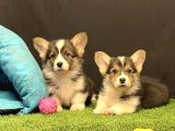 Pembroke Welsh Corgi Yavruları - Club K9 Güvencesiyle