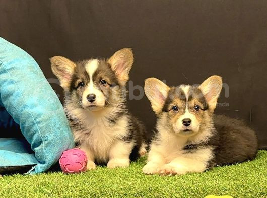 Pembroke Welsh Corgi Yavruları - Club K9 Güvencesiyle görsel