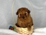 TEACUP 2 KG GARANTİSİ ALTINDA KIRMIZI RED TOOY POODLE
