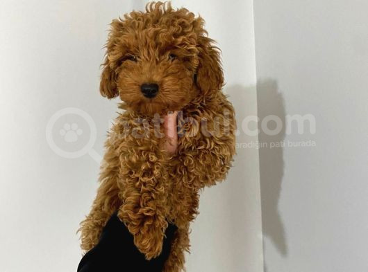 Toy Poodle Red Yavrumuz Hazir görsel