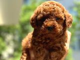 Irk Sağlık Garantili Toy Poodle Bebeklerim
