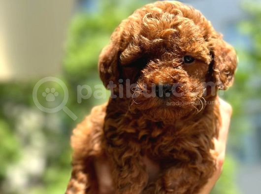 Irk Sağlık Garantili Toy Poodle Bebeklerim görsel