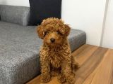 Toy Poodle Red Yavrumuz Hazir