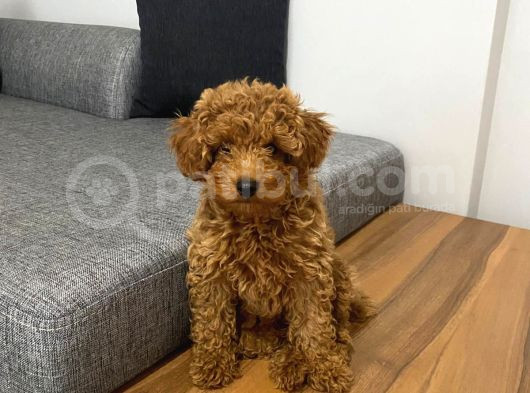 Toy Poodle Red Yavrumuz Hazir görsel