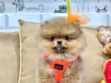 3 Aylik Teddy Bear Ayi Suratli Ori̇ji̇nal Safkan Yavrumuz