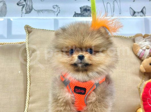 3 Aylik Teddy Bear Ayi Suratli Ori̇ji̇nal Safkan Yavrumuz görsel