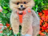 3 AYLIK tEDDY bEAR AYI SURATLI ORİJİNAL SAFKAN YAVRUMUZ