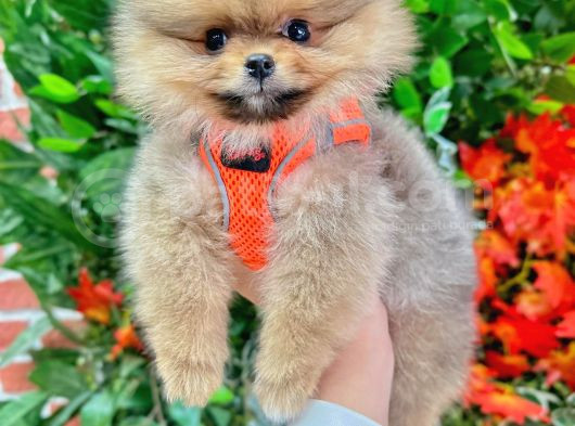3 Aylik Teddy Bear Ayi Suratli Ori̇ji̇nal Safkan Yavrumuz