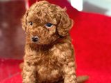 Red Toy Poodle