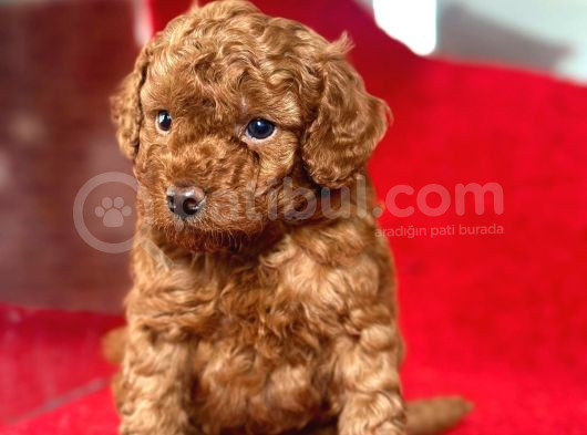 Red Toy Poodle görsel