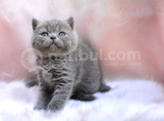 Topaç Kafa Gri British Shorthair