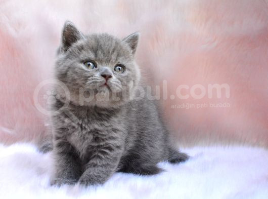 Topaç Kafa Gri British Shorthair görsel