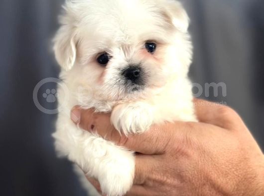 Tatli Maltese Yavrulari görsel