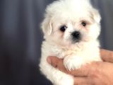 Tatli Maltese Yavrulari