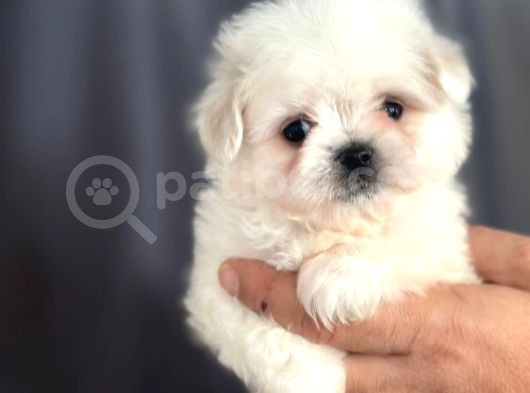 Tatli Maltese Yavrulari görsel