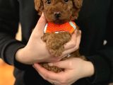AŞILI TOY POODLE