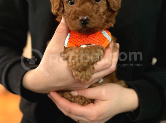 Aşili Toy Poodle
