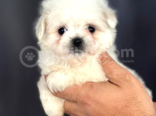Tatli Maltese Yavrulari