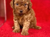 Red Toy Poodle