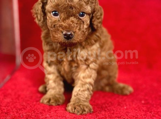 Red Toy Poodle görsel