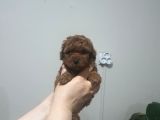 Tooy Poodle Cinsi Kıpkırmızı Red Mini Boy