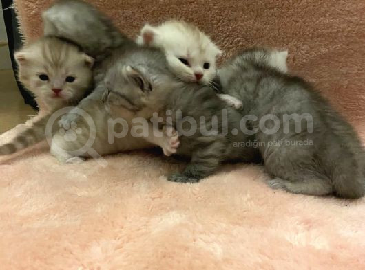 Sevgililer Günü Bebişleri görsel