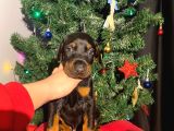Nadir Renk Şampiyon Babadan Doberman Yavrular