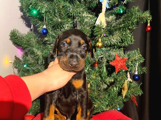 Nadir Renk Şampiyon Babadan Doberman Yavrular görsel