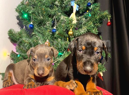 Nadir Renk Şampiyon Babadan Doberman Yavrular