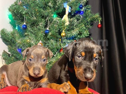 Nadir Renk Şampiyon Babadan Doberman Yavrular görsel