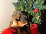 Nadir Renk Şampiyon Babadan Doberman Yavrular