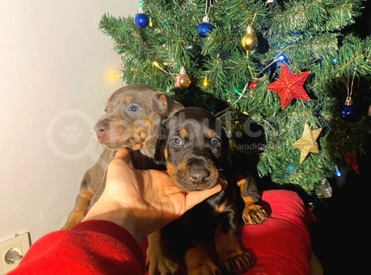 Nadir Renk Şampiyon Babadan Doberman Yavrular görsel