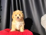 Orijinal veteriner kontrollü F1 maltipoo