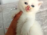 Rezerveye açık pamuklar