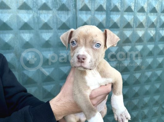 Bully Xxl Yavruları İstanbul Elden Teslim Olur görsel