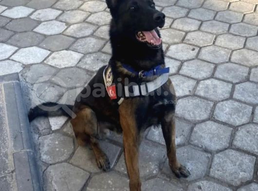 Emniyetten Safkan Malinoisler görsel