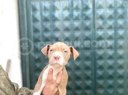 Bully Xxl Yavruları İstanbul Elden Teslim Olur görsel