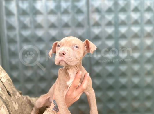 Bully Xxl Yavruları İstanbul Elden Teslim Olur